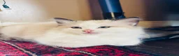Ragdoll cats for sale: Ragdoll kittens  - Advert 30