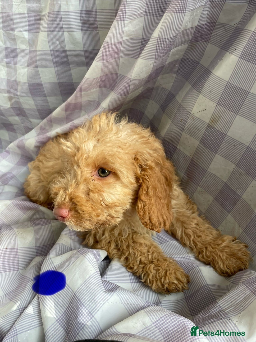 Cockapoo dogs for sale: Cockapoo puppies  - Advert 12