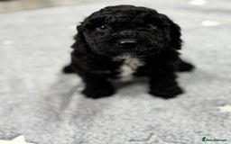 Cockapoo dogs for sale: Beautiful Cockapoos Full Health Tested  - Image 3