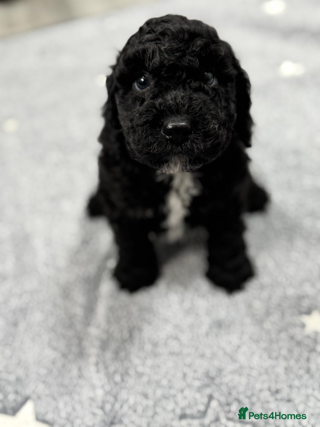 Cockapoo dogs for sale: Beautiful Cockapoos Full Health Tested  - Image 3