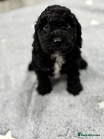 Cockapoo dogs - Advert 9