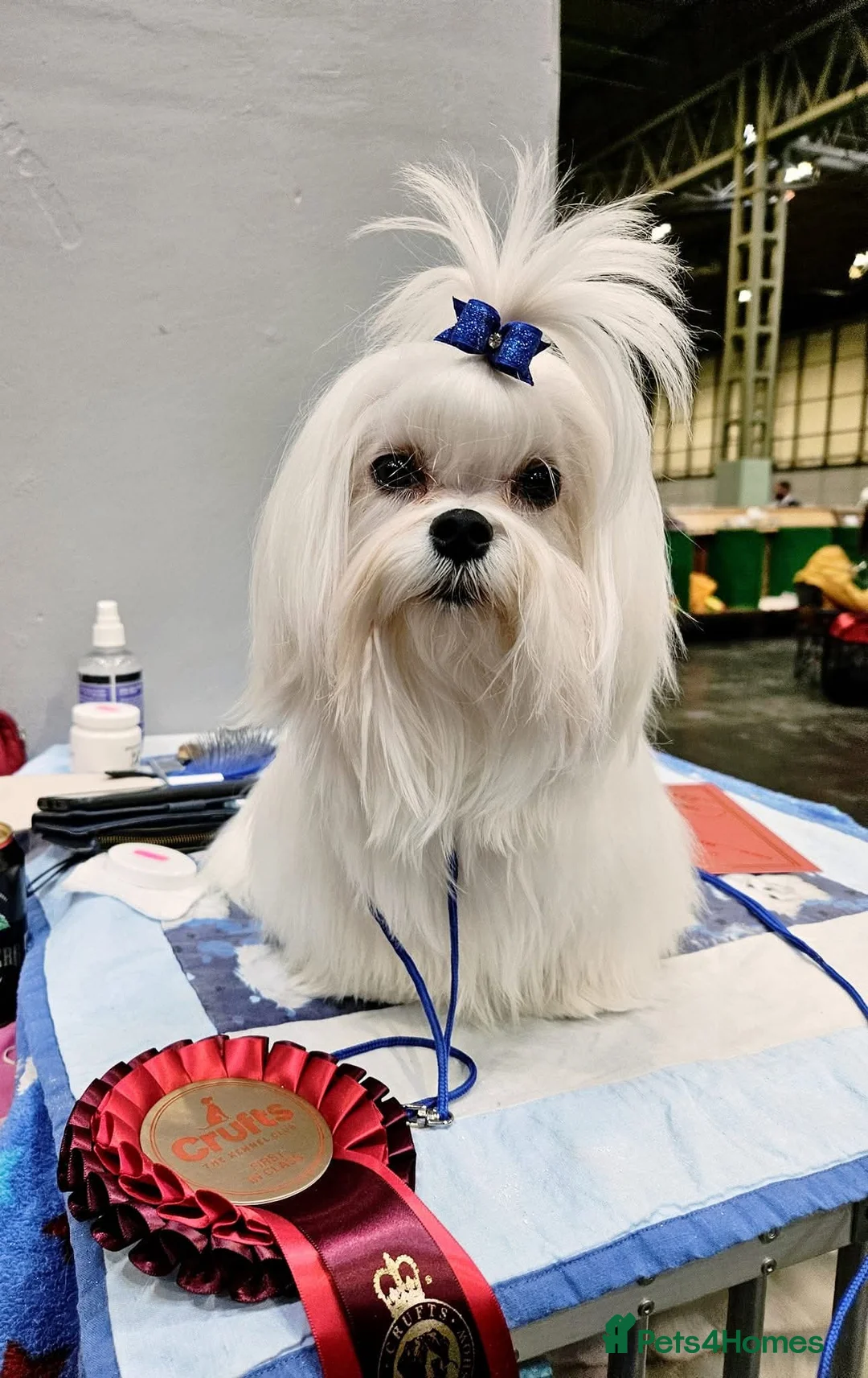 Maltese dogs for sale: Exceptional Quality Maltese Puppy Boy Available - Advert 1