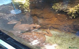 Gecko reptiles for sale: Geckos Fish Frogs full setups - Image 36
