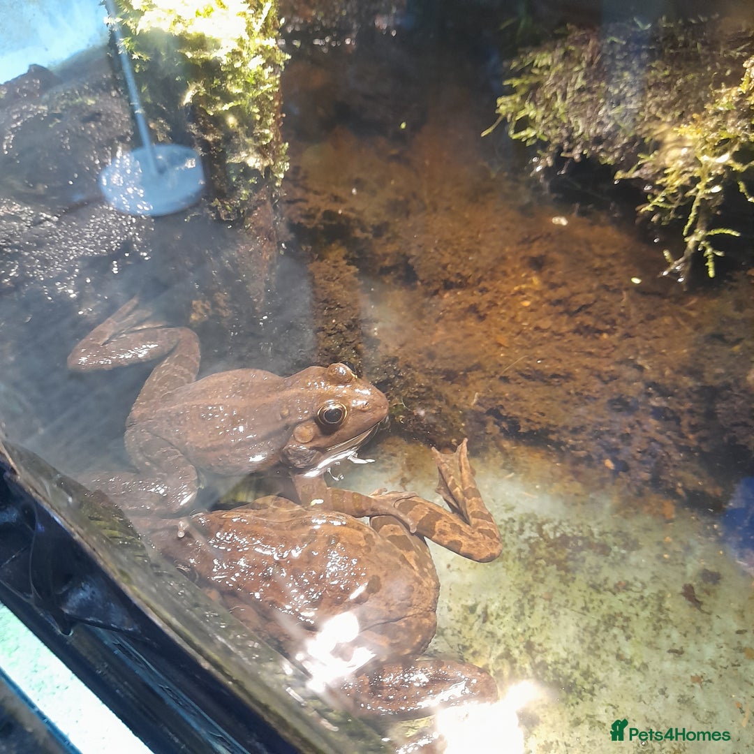 Gecko reptiles for sale: Geckos Fish Frogs full setups - Image 36
