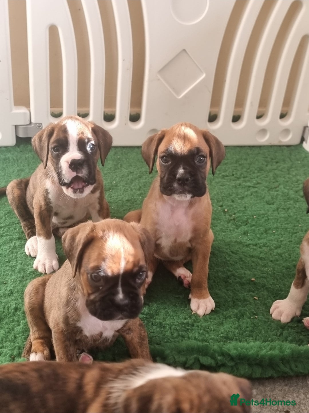 Boxer dogs for sale:   Outstanding  KC Boxer puppies - Advert 9