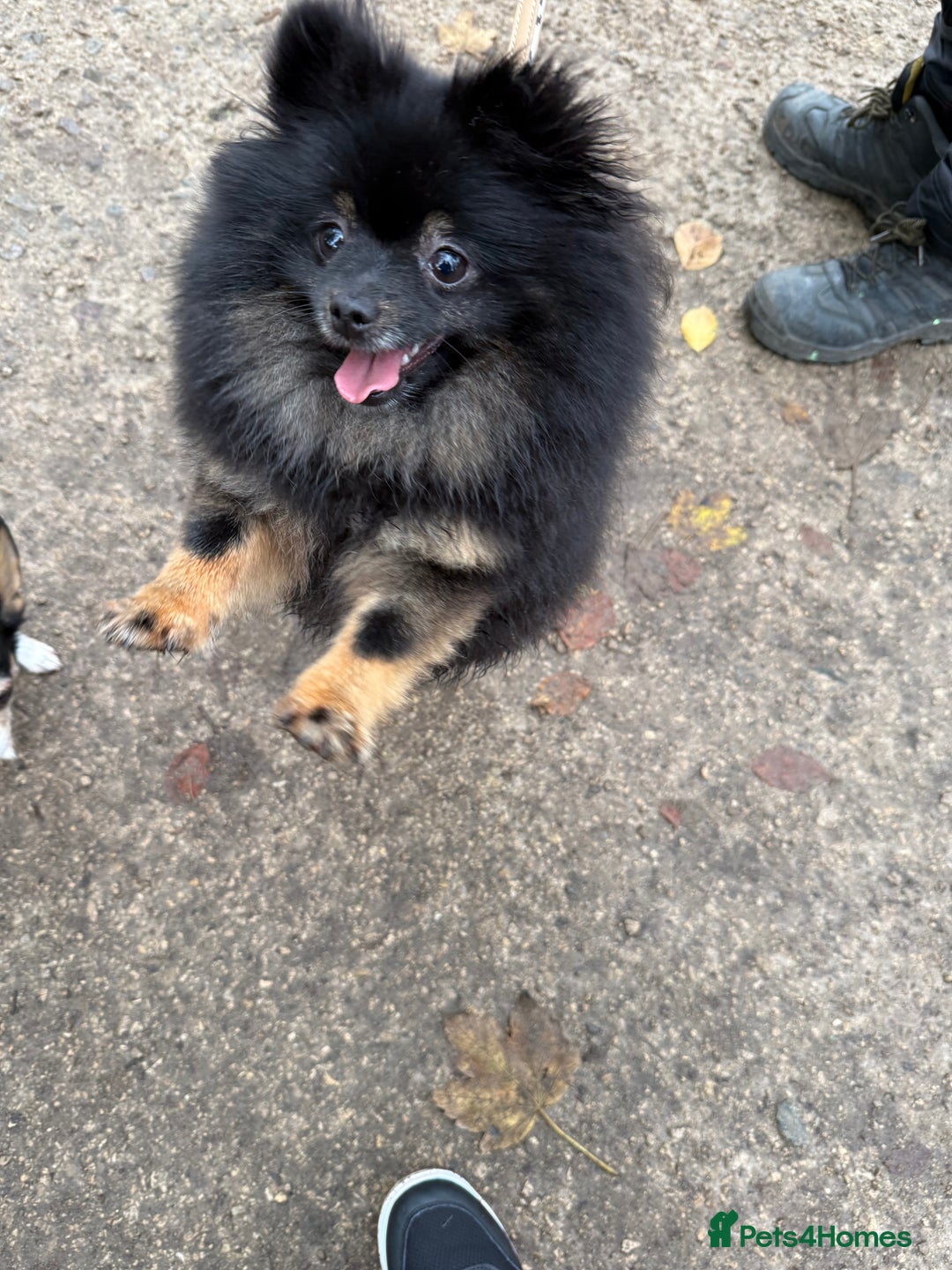 Pomeranian dogs for sale: Roxy the Pomeranian - Advert 7