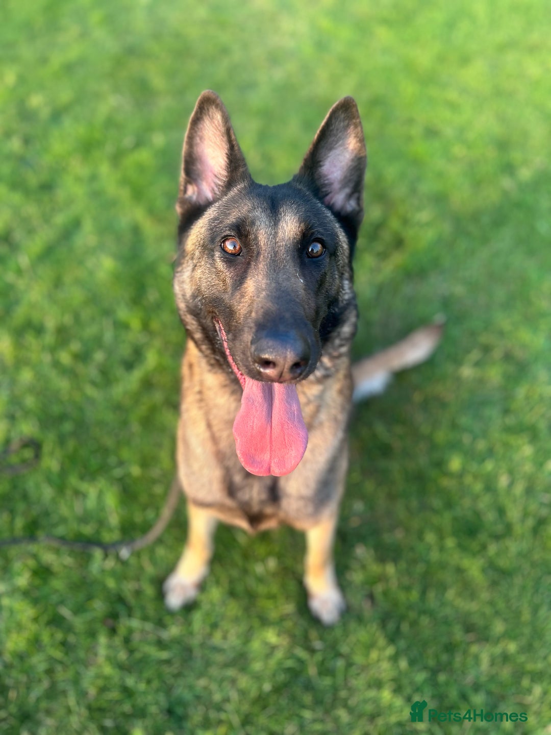 Belgian Shepherd Dog dogs for sale: Female Belgian Malinois  - Image 3