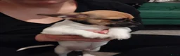 Chihuahua dogs for sale: Only 2 boys beautiful Chihuahua puppies left - Advert 2