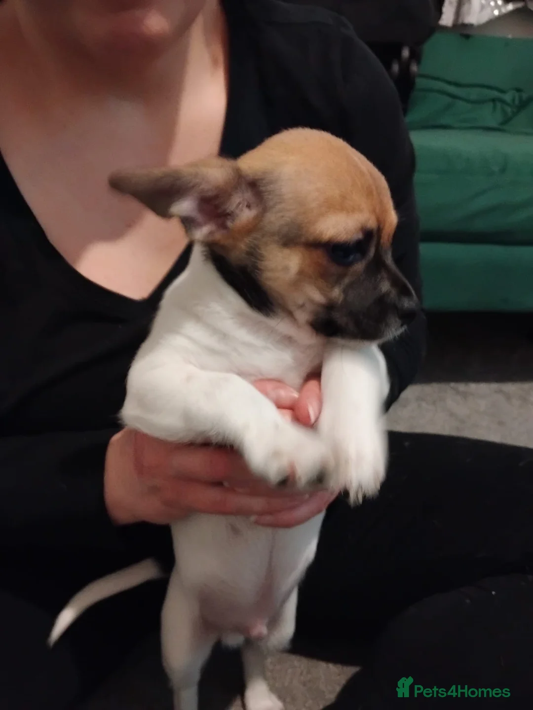 Chihuahua dogs for sale: Only 2 boys beautiful Chihuahua puppies left - Advert 2