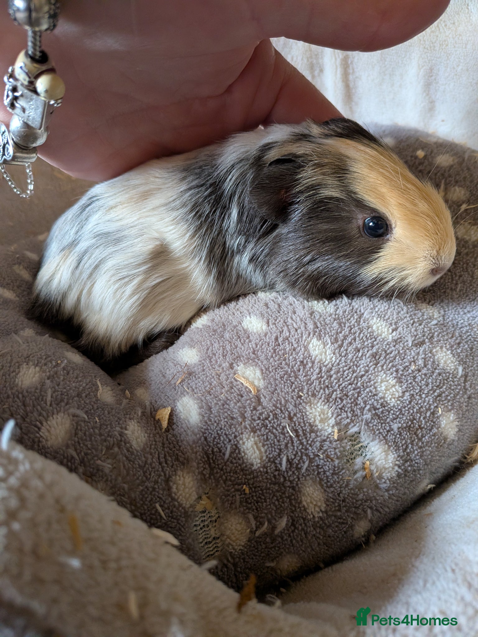 Guinea Pig rodents 2 little baby boy Guinea pigs - Advert 17