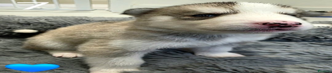 Siberian Husky Puppy 7