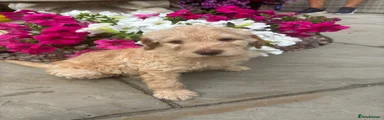 Labradoodle girl