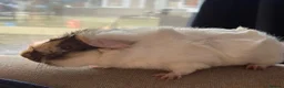Guinea Pig rodents for sale: Brown blonde and white male guinea pig  - Advert 4