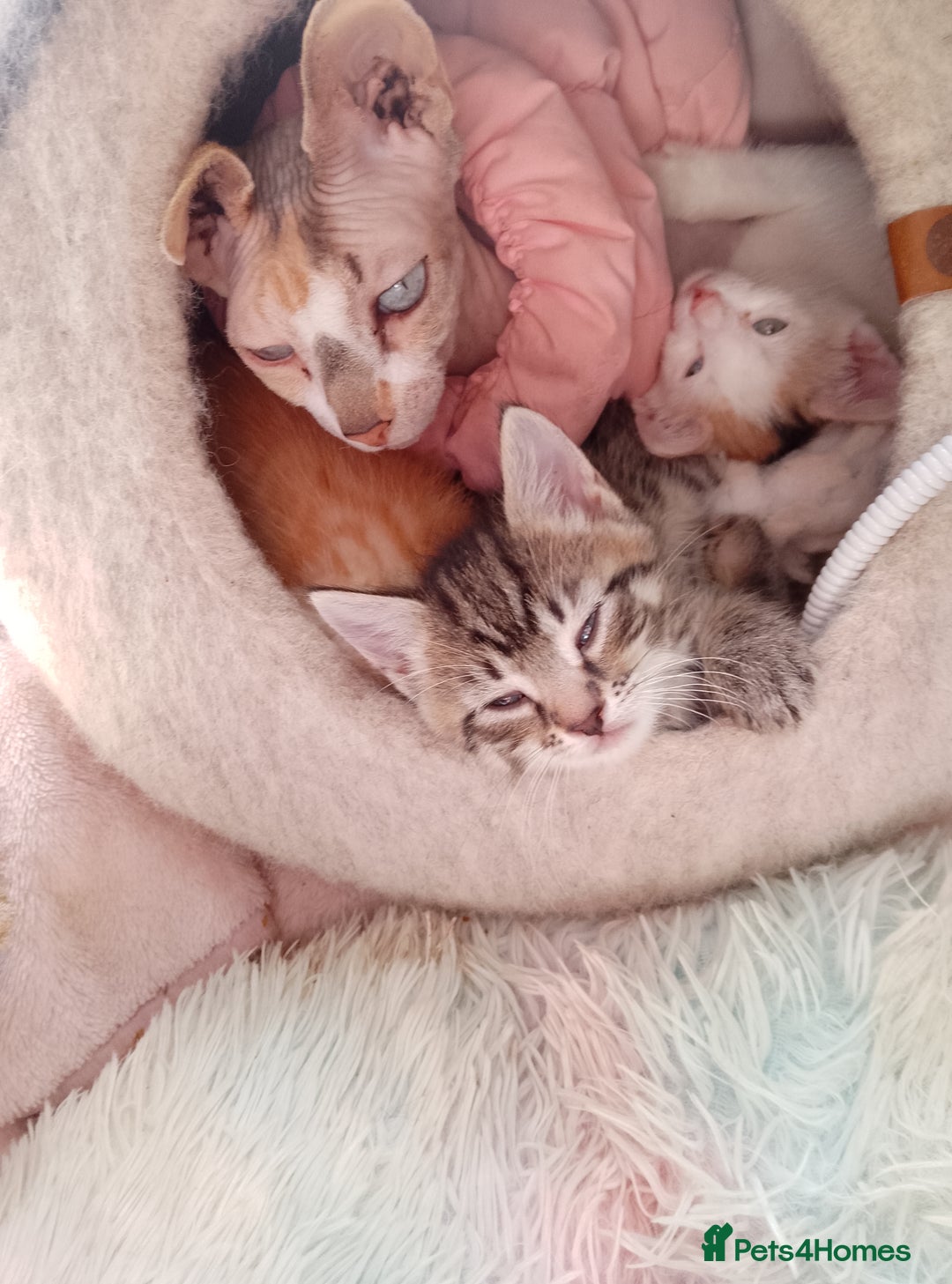 Mixed Breed cats for sale: Sphinx cross kittens available  - Advert 2