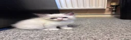 Ragdoll cats for sale: Beautiful pedigree kittens  in Peterborough - Advert 3
