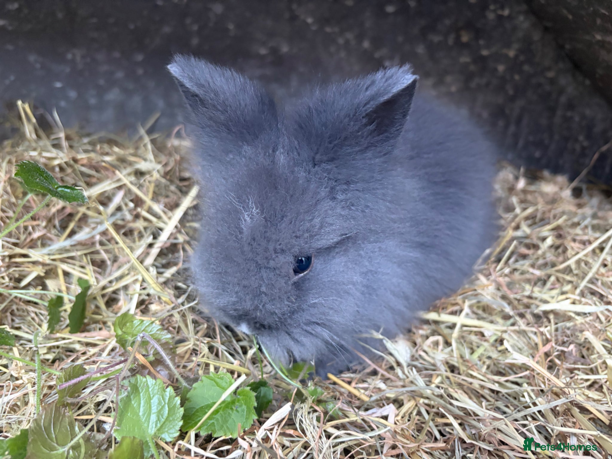 Lionhead rabbits Double mane lion lead bunny’s for sale  - Advert 18