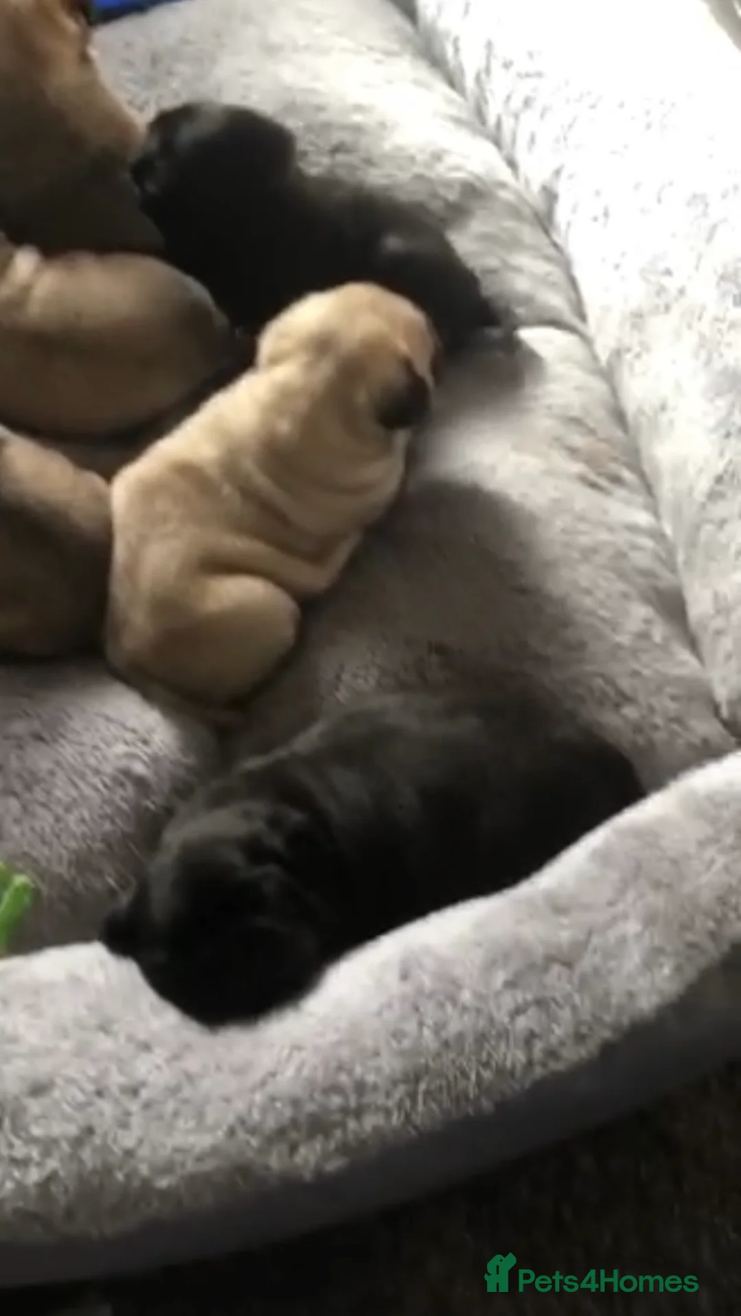 Pug dogs for stud: Health tested black pug stud  in Stevenage - Advert 27