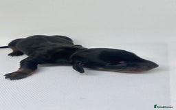Miniature Dachshund dogs for sale: Miniature Dachshund - 1 Black and tan girl left - Image 16