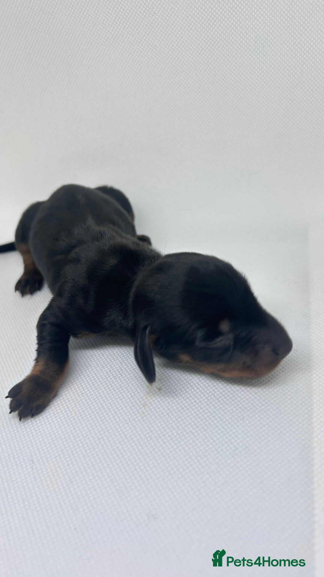Miniature Dachshund dogs for sale: Miniature Dachshund - 1 Black and tan girl left - Image 16