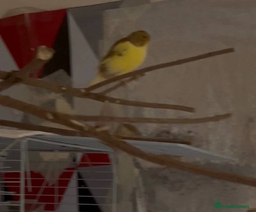 Canaries birds for sale: 9 Canaries Looking for a Free-Flight Home Together in Sheffield - Advert 2