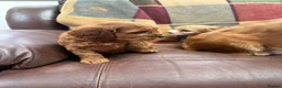 Cavapoo dogs for sale: Beautiful Cavapoo puppies  - Advert 7