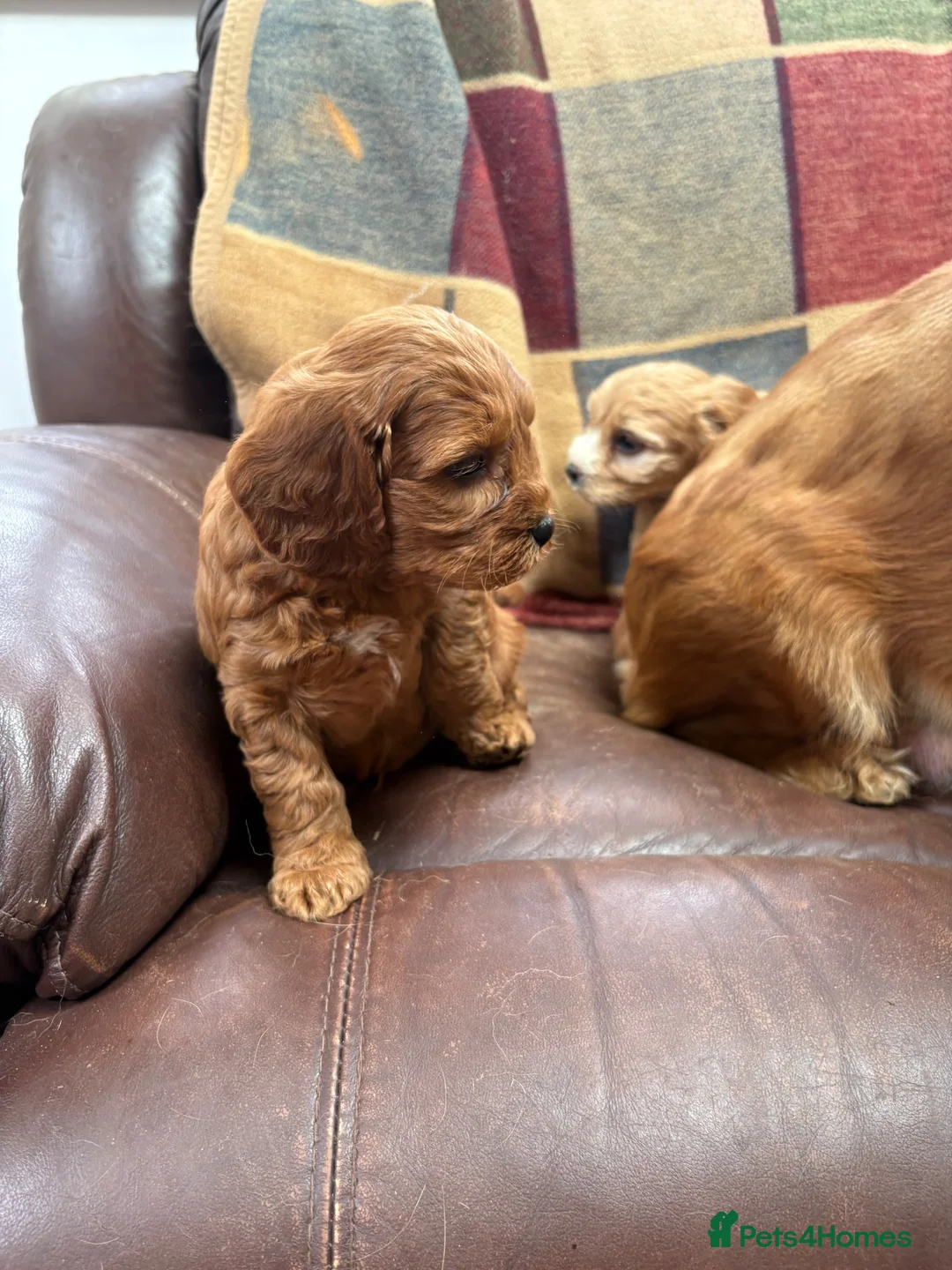 Cavapoo dogs for sale: Beautiful Cavapoo puppies  - Advert 7