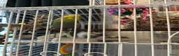 Budgerigars birds for sale: 2 budgies with there own cage set up  in Walton on the Naze - Advert 9