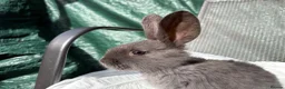 Mixed Breed rabbits for sale: Continental giant X - Advert 3