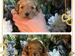 Cockapoo dogs 2 girls left f1 Cockerpoo puppies dna clear - Advert 6