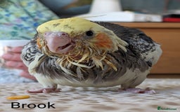 Cockatiels birds for sale: Hand-Reared male + female Cockatiels - Image 7