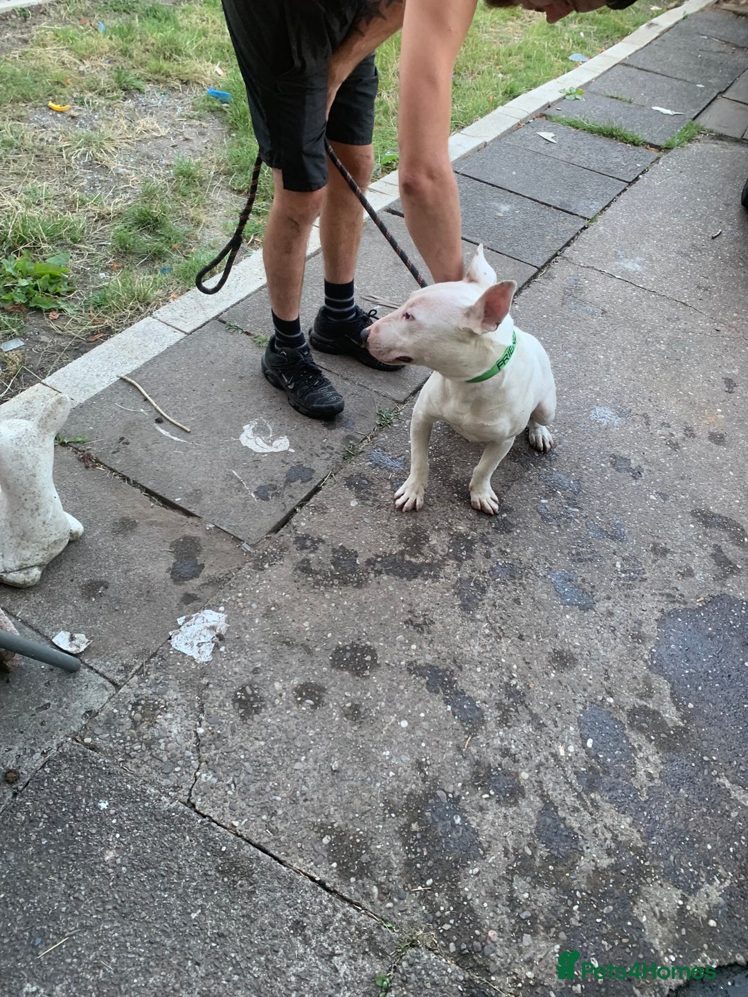 English Bull Terrier dogs for sale: Kaneo English bull terrier  - Image 3