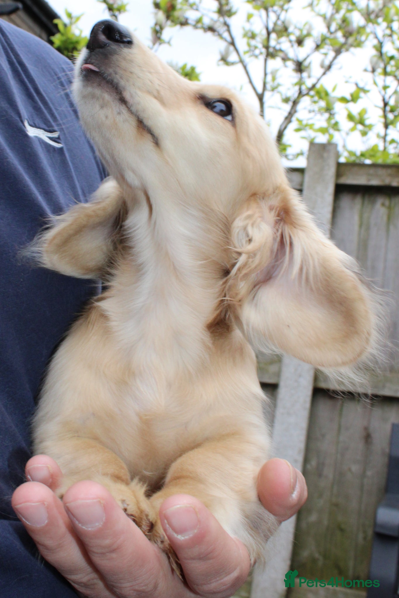 Miniature Dachshund dogs for sale: Cream girl  - Advert 1