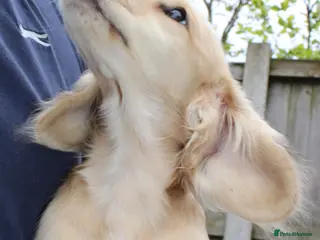 Miniature Dachshund dogs Cream girl - Advert 2