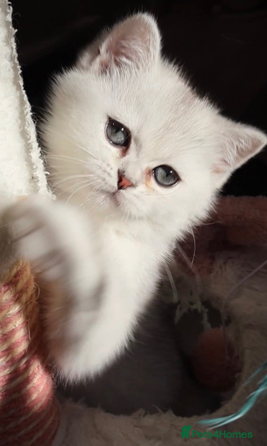 British Shorthair cats ✨🐻‍❄️Last British Shorthair girl🤍ready now‼️✨ - Advert 1