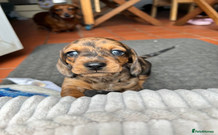 Miniature Dachshund dogs - Advert 2