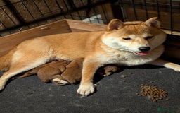 Japanese Shiba Inu dogs for sale: Health tested Japanese Shiba Inu  - Image 3