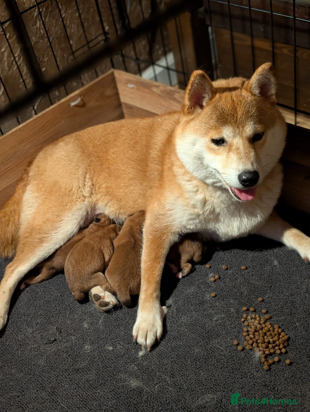 Japanese Shiba Inu dogs for sale: Health tested Japanese Shiba Inu  - Image 3