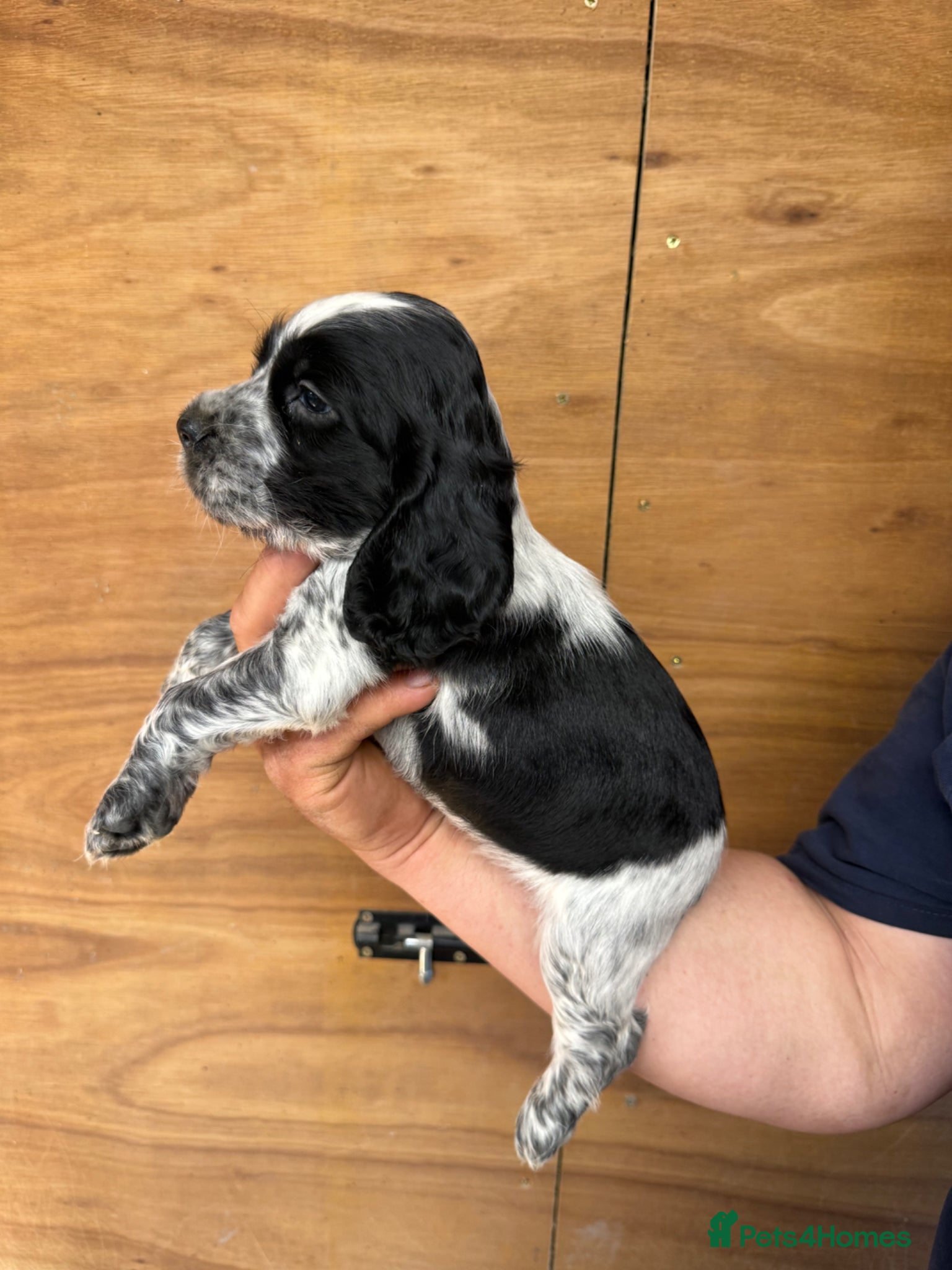 Cocker Spaniel dogs for sale: 5 Gorgeous Chunky Show Type Cocker Spaniels  - Advert 19
