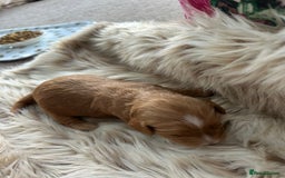 Cockapoo dogs for sale: Cockapoo puppies  - Advert 7