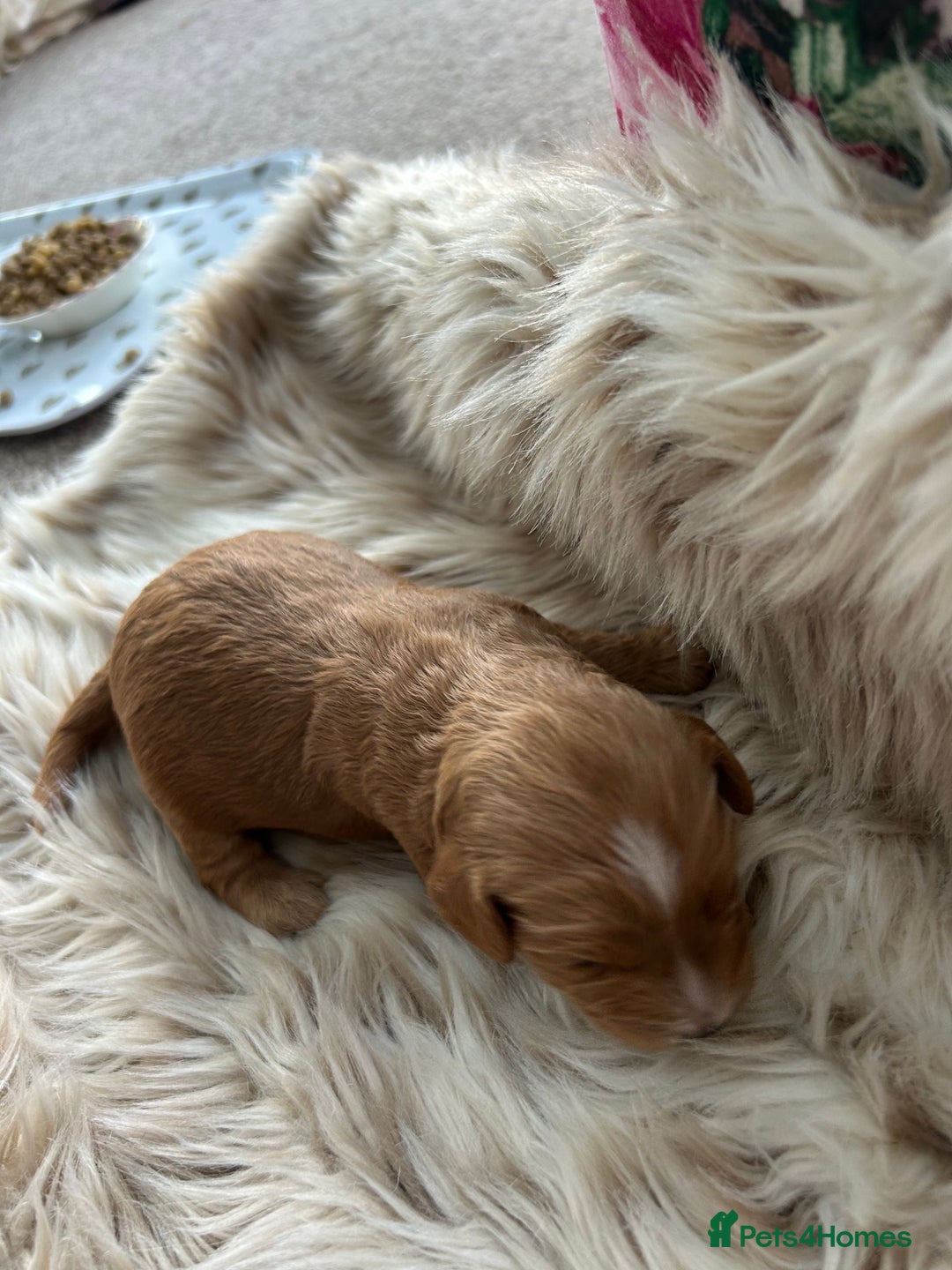 Cockapoo dogs for sale: Cockapoo puppies  - Advert 7