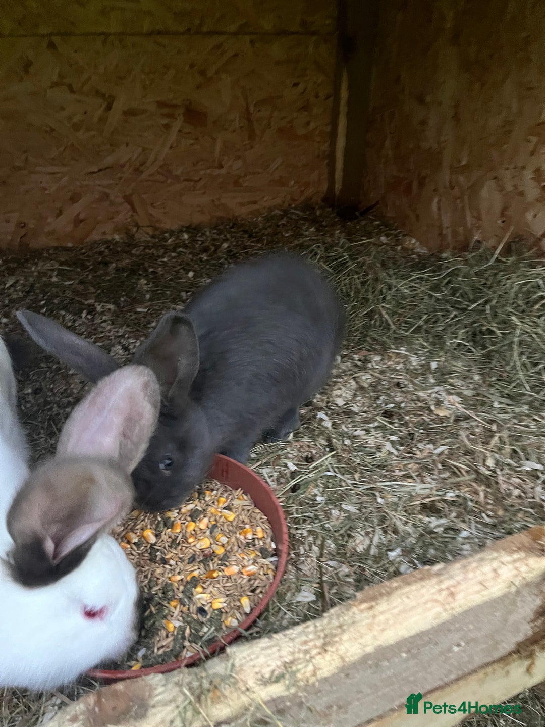 Mixed Breed rabbits for sale: They are very friendly and good with children  - Advert 13