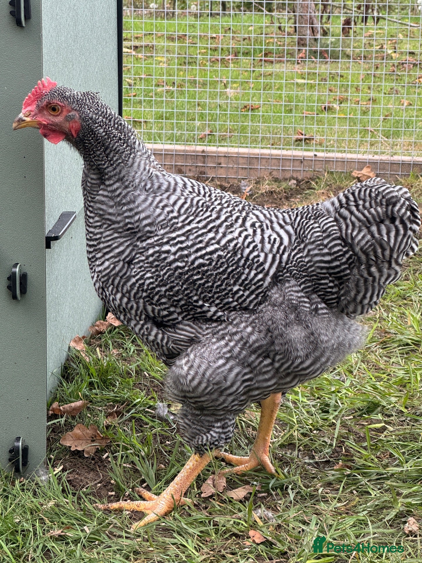 Chickens poultry Plymouth Rock Cockerel - Advert 1