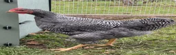 Chickens poultry for sale: Plymouth Rock Cockerel - Advert 1