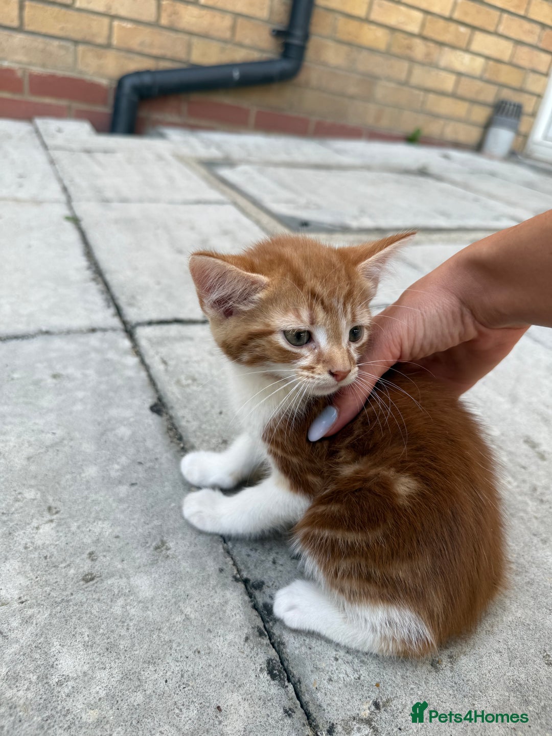 Mixed Breed cats for sale: loved and cared for kittens looking for new home🥹 - Image 30