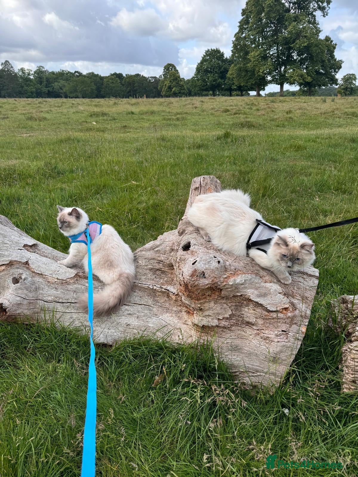 Ragdoll cats 4 FEMALE RAGDOLL KITTENS | PARENTS GCCF REGISTERED - Advert 2