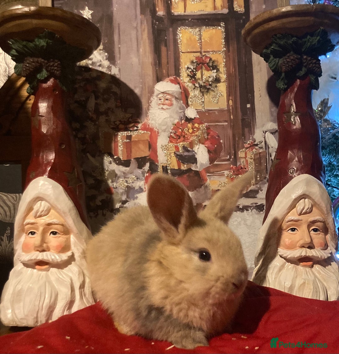 Mini Lop rabbits for sale: Stunning mini lop  - Advert 5