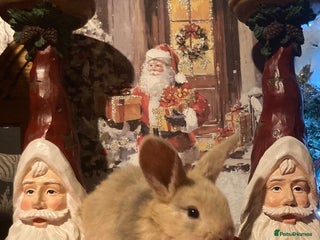 Mini Lop rabbits Stunning mini lop - Advert 3