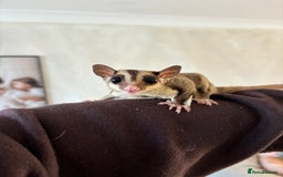 Sugar Glider rodents for sale: Breeding group of sugar gliders available  - Image 2