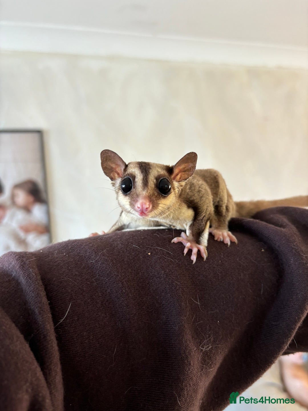 Sugar Glider rodents for sale: Breeding group of sugar gliders available  - Image 2