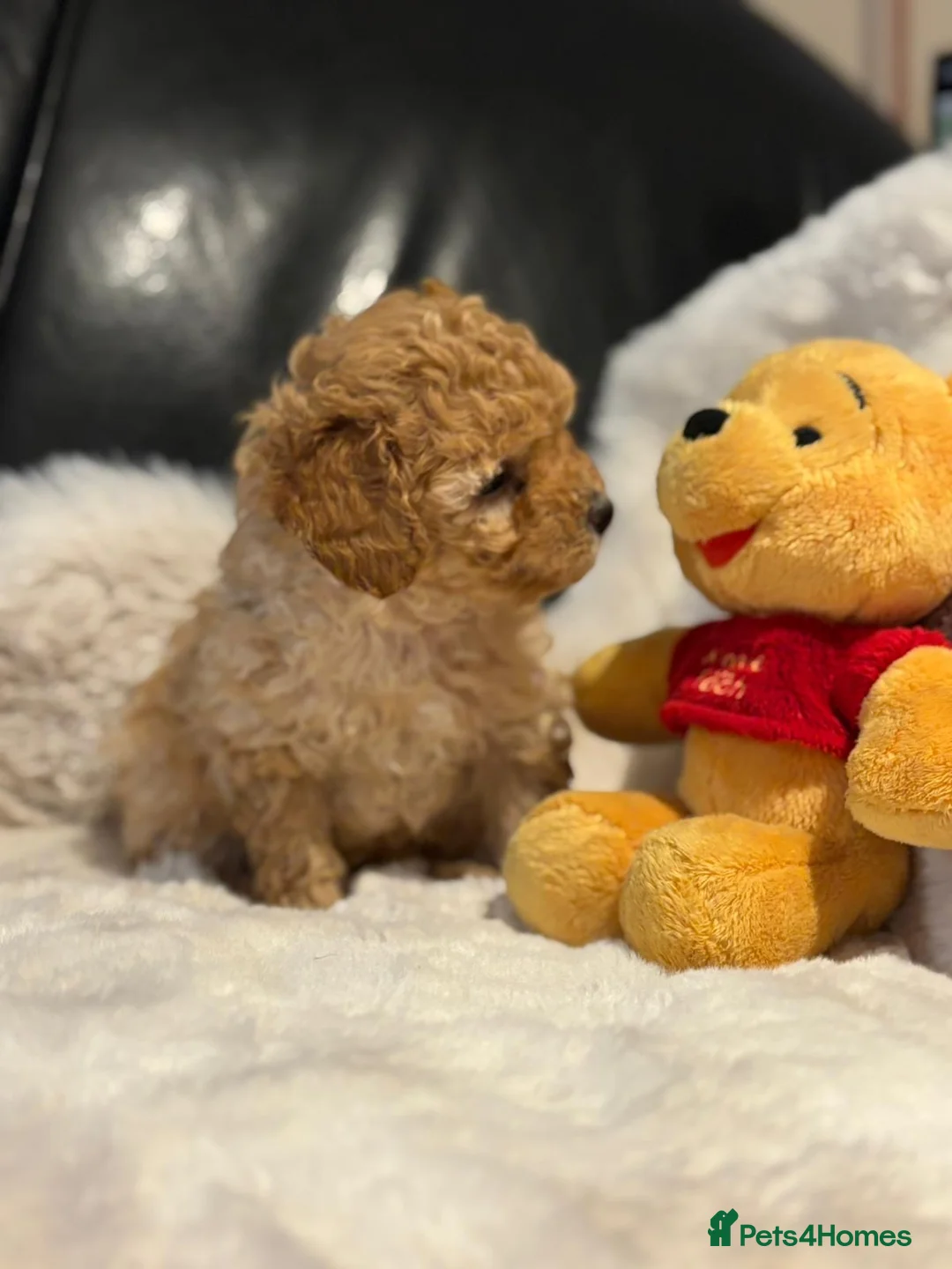 Toy Poodle dogs for sale: Stunning litter of toy poodles  - Advert 3